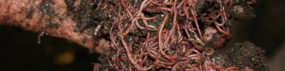 yummy worms